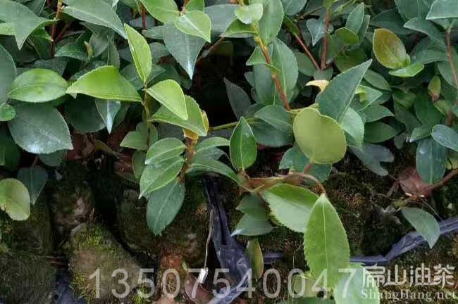 湖南嫁接茶樹(shù)苗