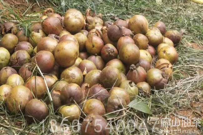 耒陽(yáng)大果油茶果