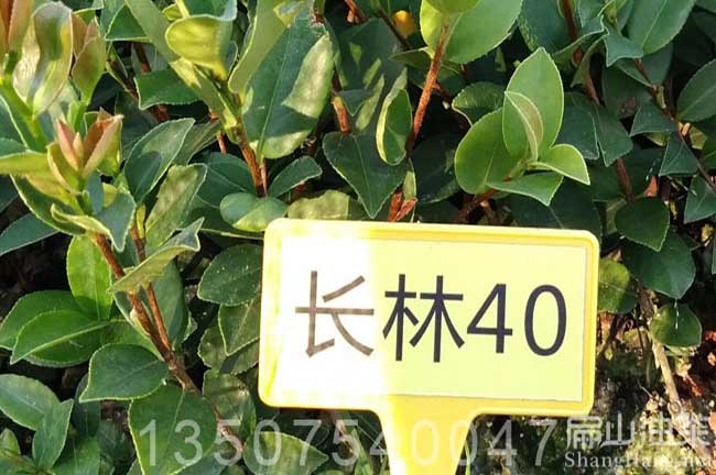 長(zhǎng)林40號(hào)油茶種植