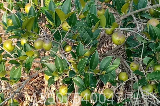 油茶種植技術(shù)