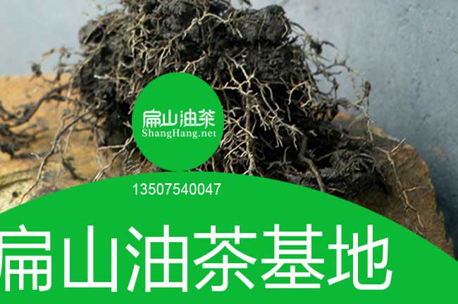 岑溪油茶苗批發(fā)