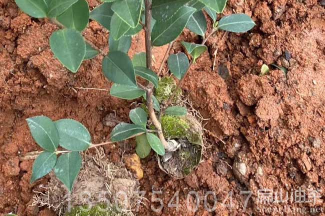 廣西油茶種植