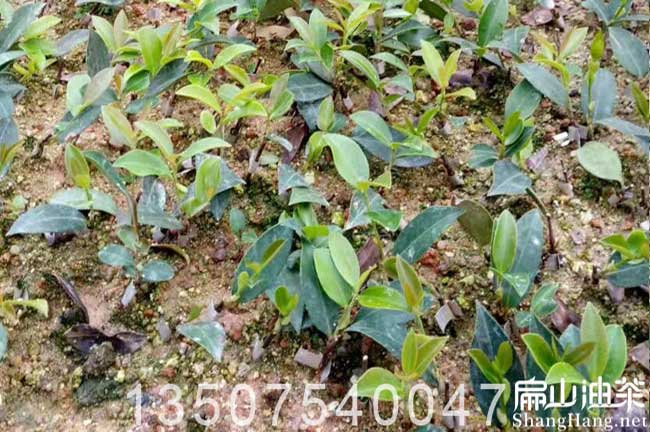 廣西岑溪軟技油茶苗