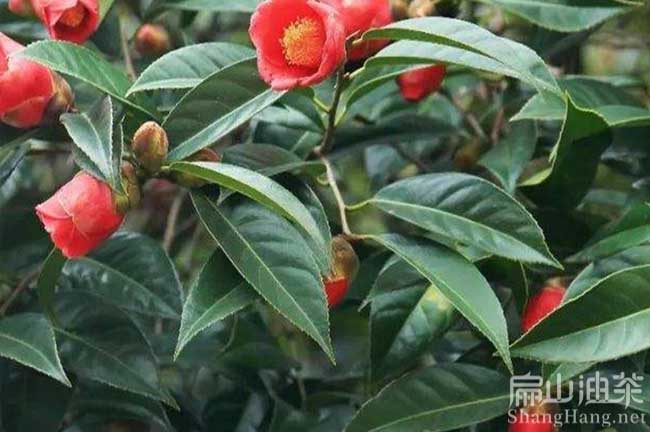 江西大果紅花油茶苗