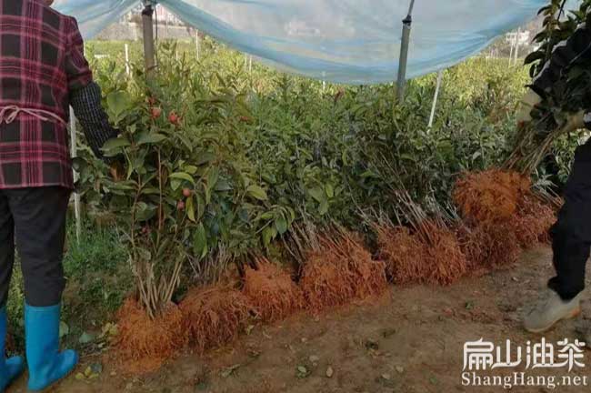 桂林恭城恭城軟枝2-3號油茶苗培育標準種植基地-扁山油茶