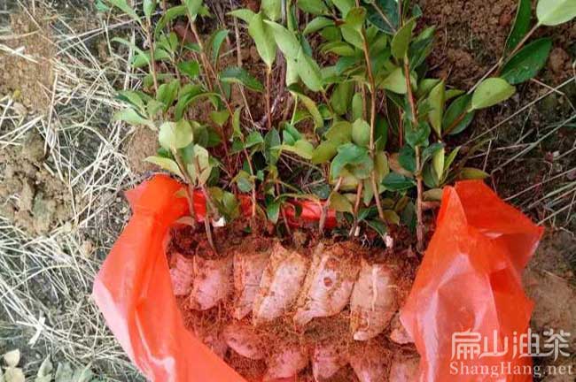 廣西大果油茶杯苗