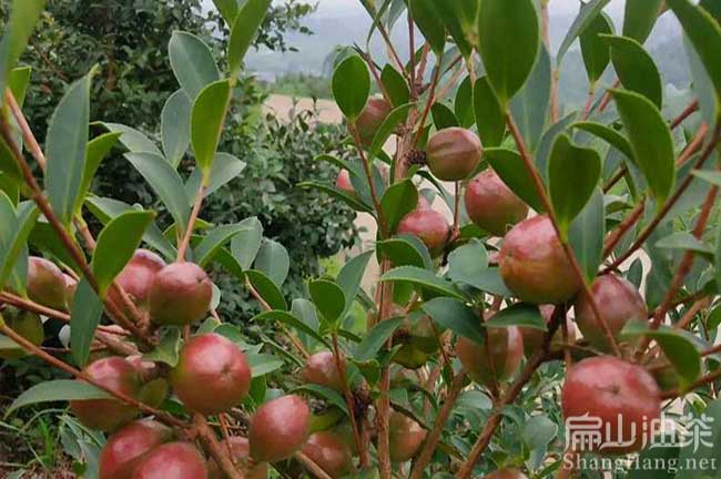 揭陽(yáng)油茶種植