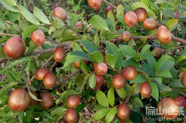 龍巖油茶基地