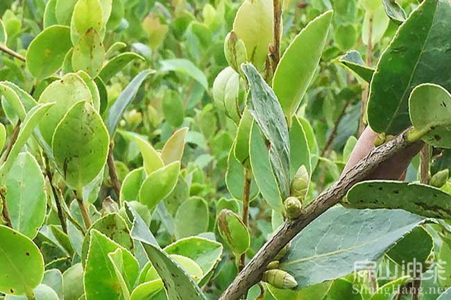 江西油茶種植管理