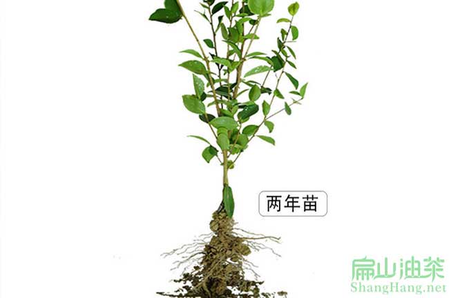 廣西茶籽樹種植