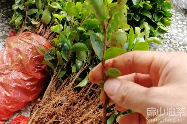 桂林大紅花油茶苗