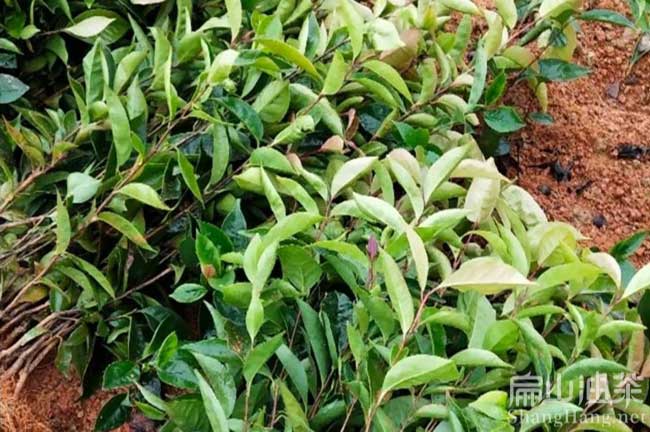 30公分大紅花油茶樹(shù)苗