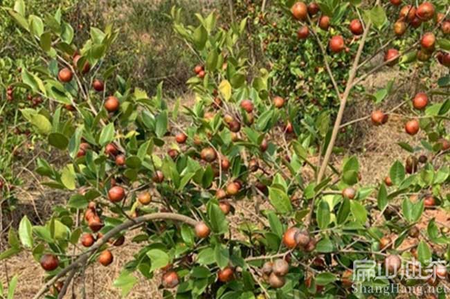 景德鎮(zhèn)茶樹種植