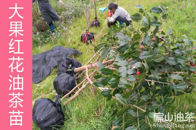 廣東蟠龍油茶種植