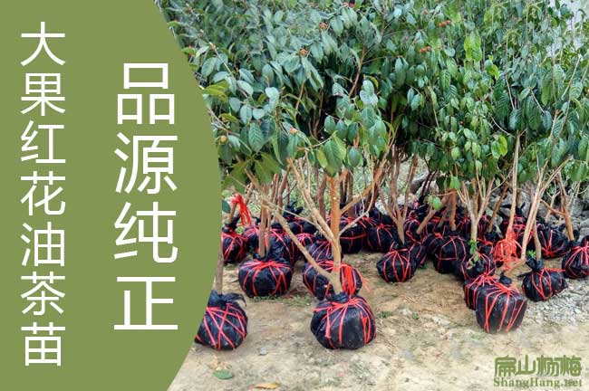 紅花油茶種植技術(shù)