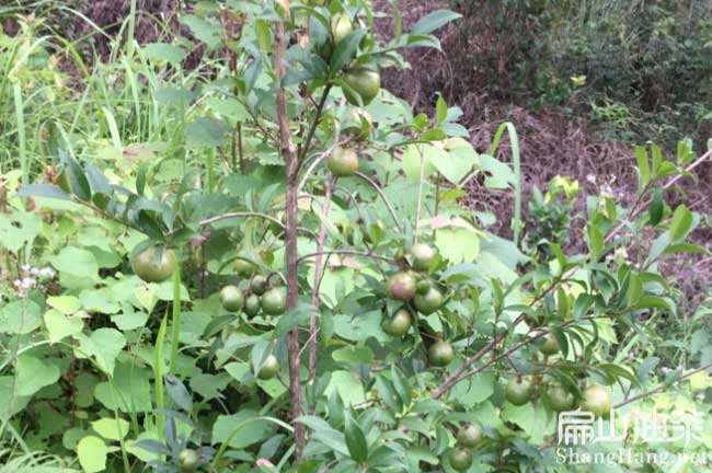 福安油茶種植