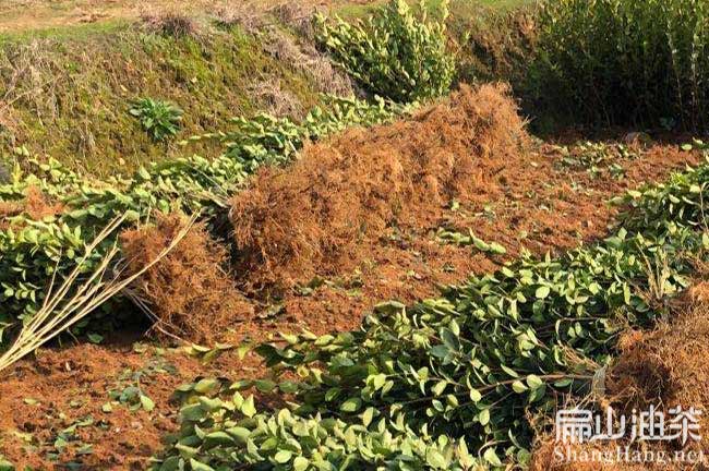 湖南中科油茶苗