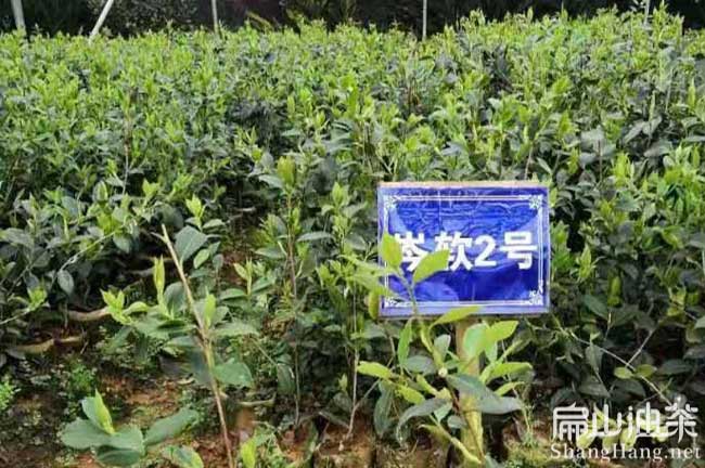 龍巖岑軟2號油茶苗