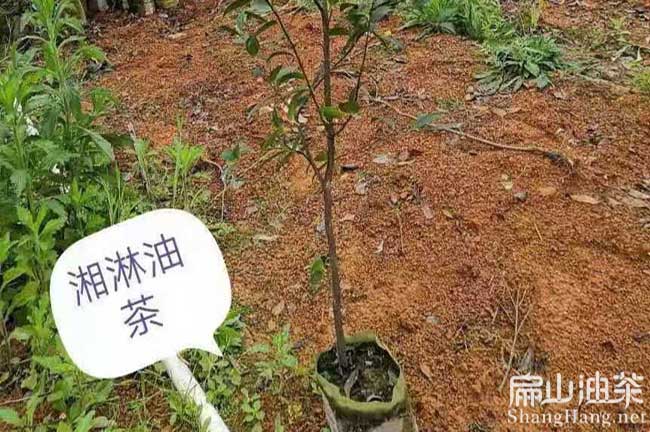 福建湘林油茶杯苗