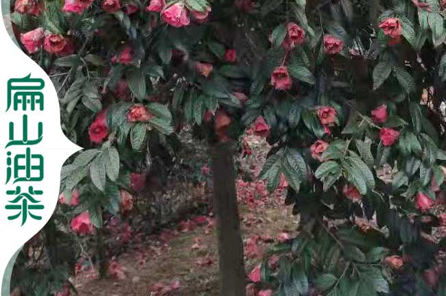 河池大紅花油茶樹