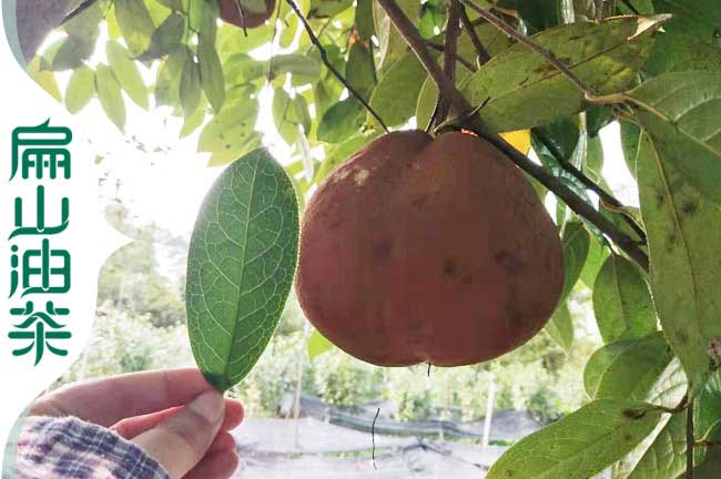 河池大果油茶苗