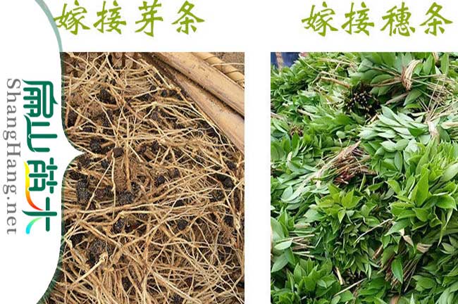 賓陽軟枝油茶苗批發(fā)