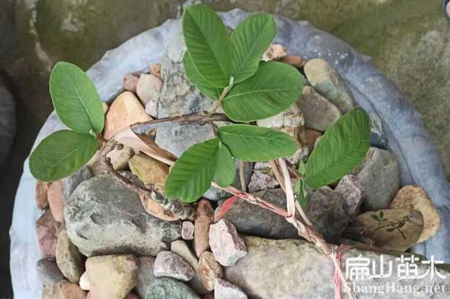 福建清芭樂(lè)種植