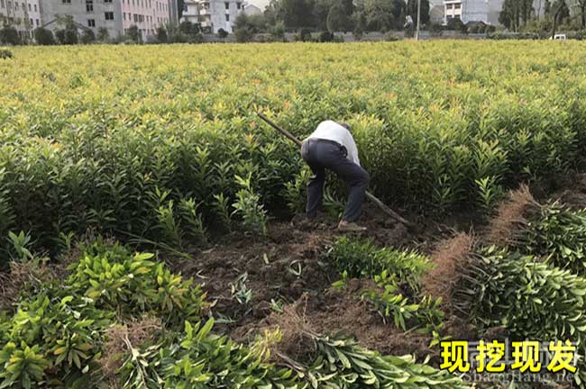 邵武楊梅苗培育