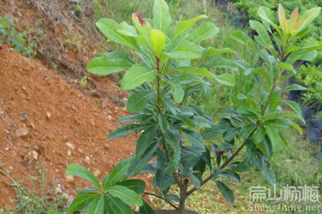 寶雞東魁楊梅苗