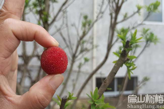 三明紅楊梅苗