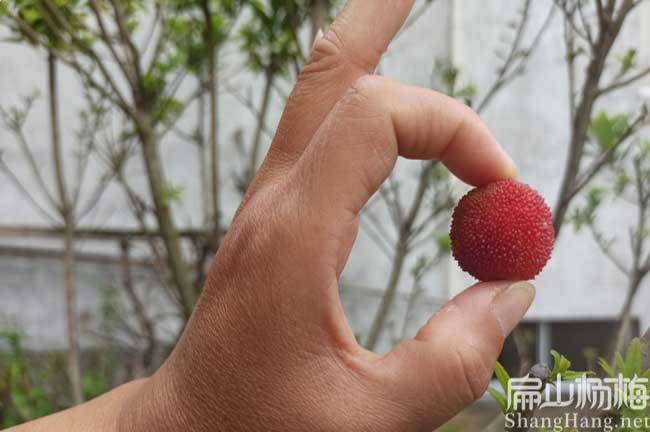 永春楊梅種植