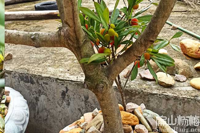 駐馬店盆栽種植樹(shù)