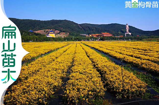 福建黃金枸骨樹(shù)苗批發(fā)