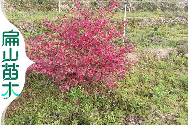 東莞紅繼木樹苗