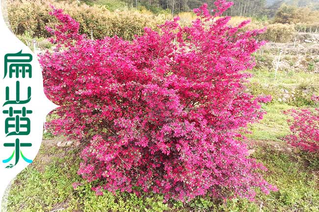 福建紅花繼木種植