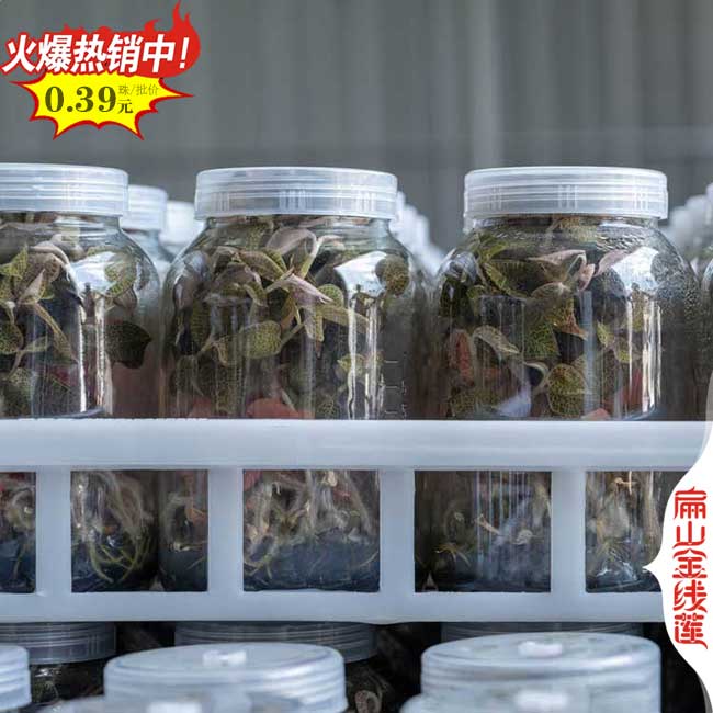 漳州金線蓮禮盒