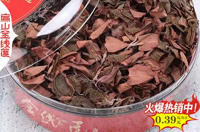 仙桃紅霞金線蓮種苗批發(fā)