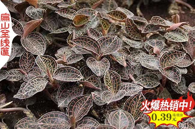 只要掌握這10項(xiàng)2023金線蓮的種植技術(shù) 只能健康成長 盆栽