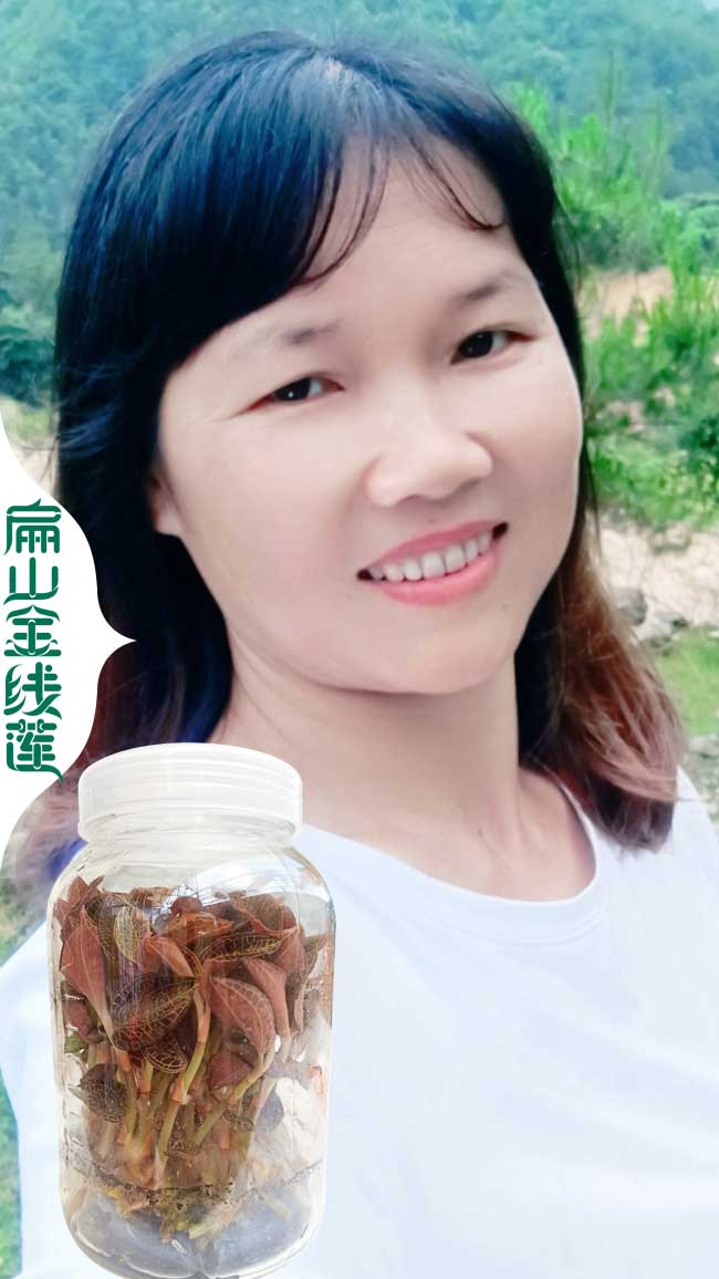 ZJ鎮(zhèn)江的金線蓮種植基地 鎮(zhèn)江的金線蓮種苗干貨批發(fā)多少錢價(jià)