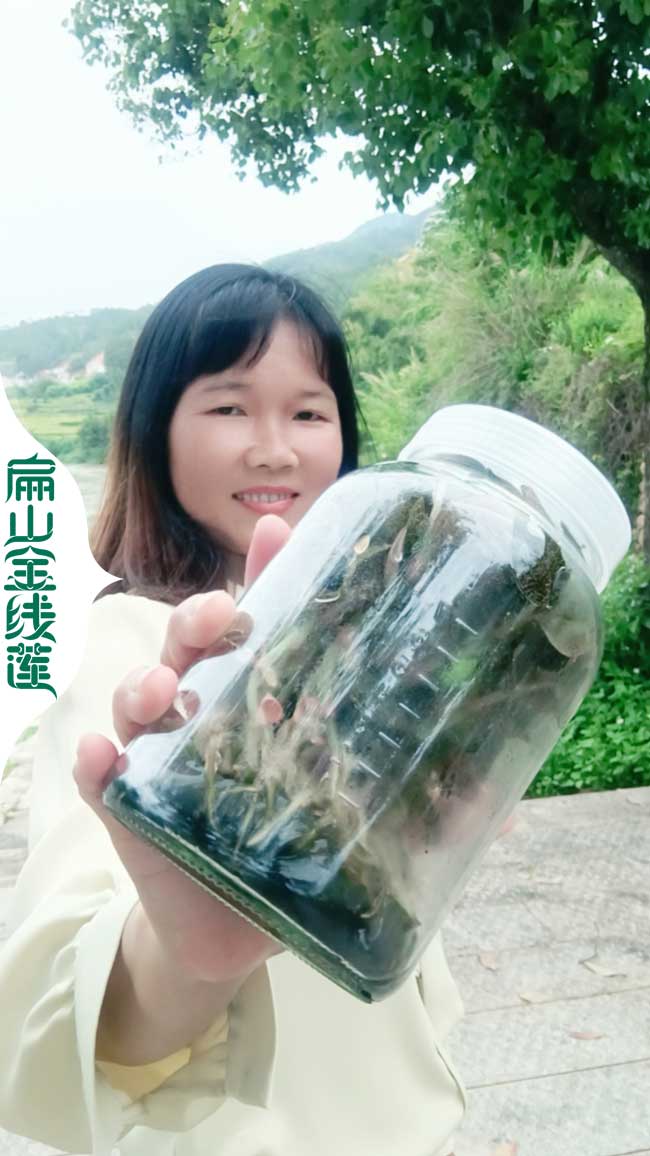 麟游金線蓮泡茶