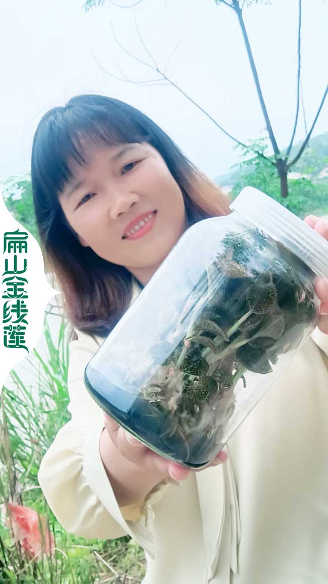 福建紅霞大葉金線蓮吃法和功效-扁山金線蓮種植技術(shù)