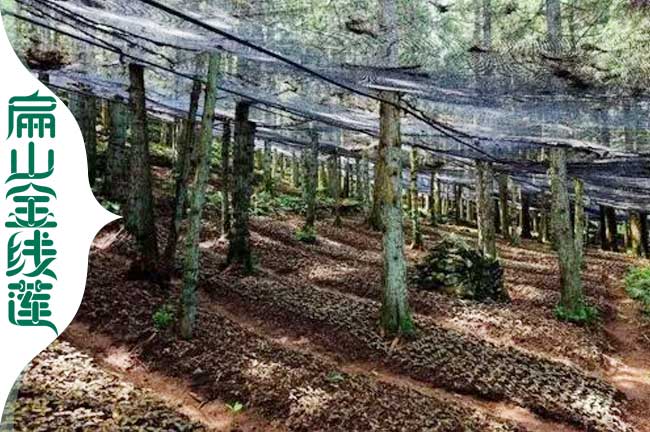 福建仿野生金線蓮種植基地