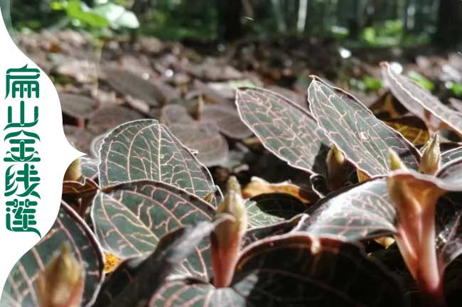 米易縣金線蓮林下種植