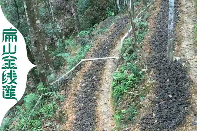 邢臺仿野生金線蓮種植