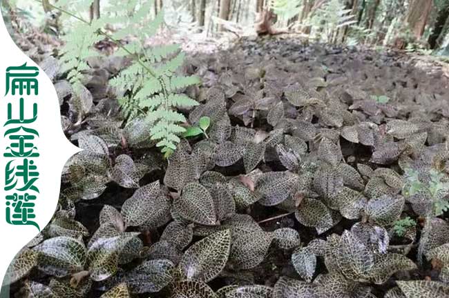 寶山林下仿野生金線蓮