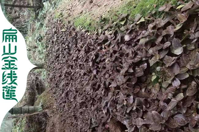 扁山洛陽焦作的金線蓮種苗 林下仿野生金線蓮種植基地0.63元