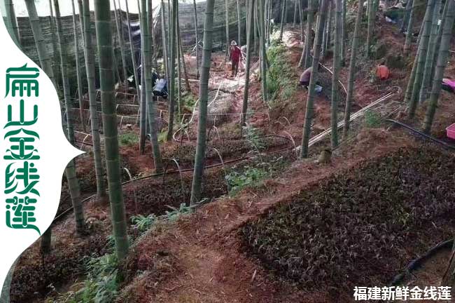 福建林下種植金線蓮