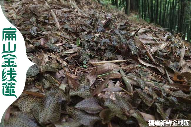 平?jīng)隽窒路N植金線蓮