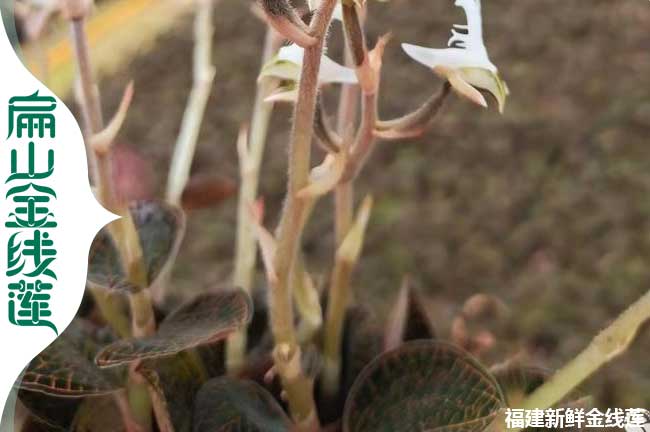 黃南金線蓮花