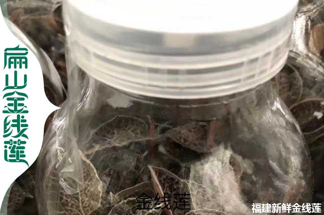 承德金線蓮瓶裝苗